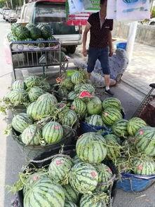 新沂瓦窑吃瓜事件,一场引发热议的乡村奇闻