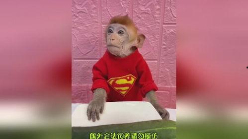 表情包猴哥吃瓜,笑料横生！